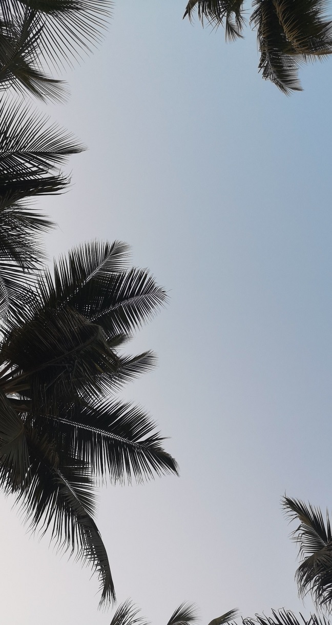 Palmen Indien Bild