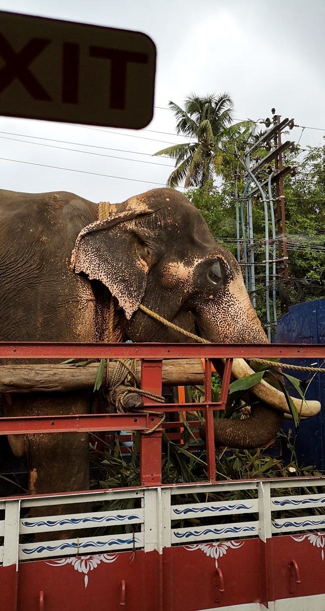 Elefant Mumbai Indien Bild