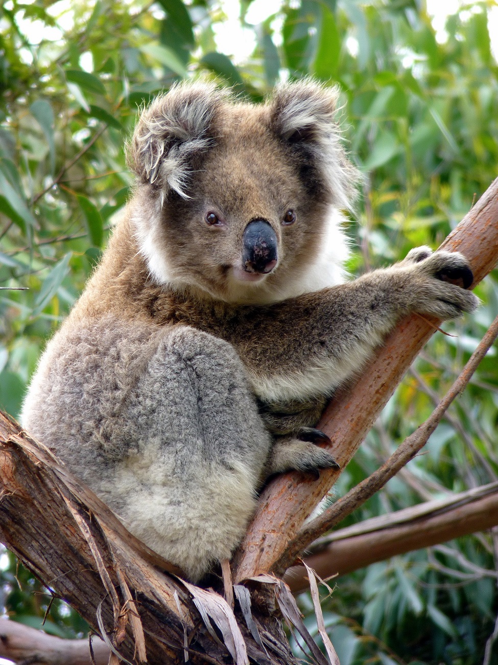 Koalabär Australien Bild