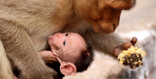 Affe mit Kind Indien Bild