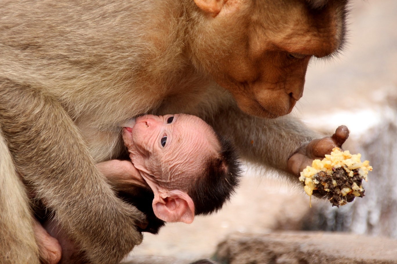 Affe mit Kind Indien Bild