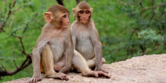 Affenfreundschaft Indien Bild
