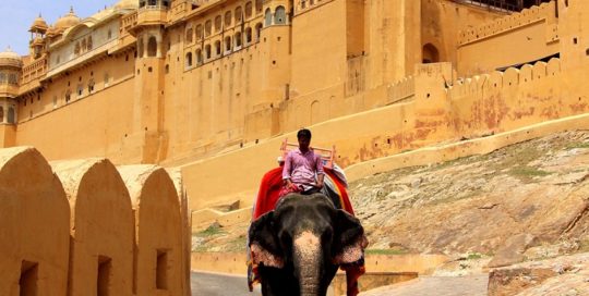 Amber Fort Elefant Indien Bild