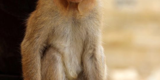Sitzender Affe Indien Bild
