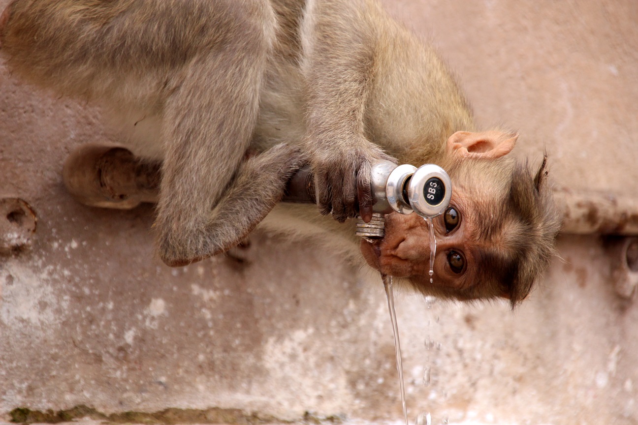Trinkender Affe Indien Bild