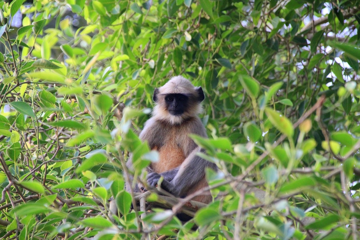 Affe im Baum Indien Bild