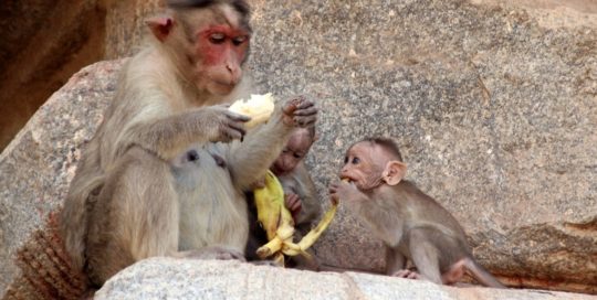 Affenfamilie Indien Bild