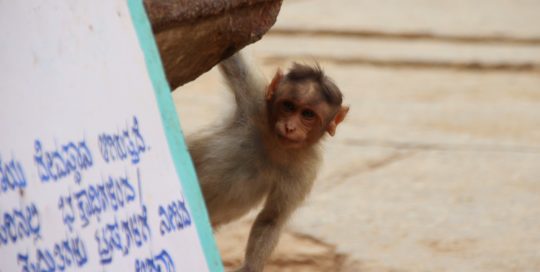 Hängender Affe Indien Bild
