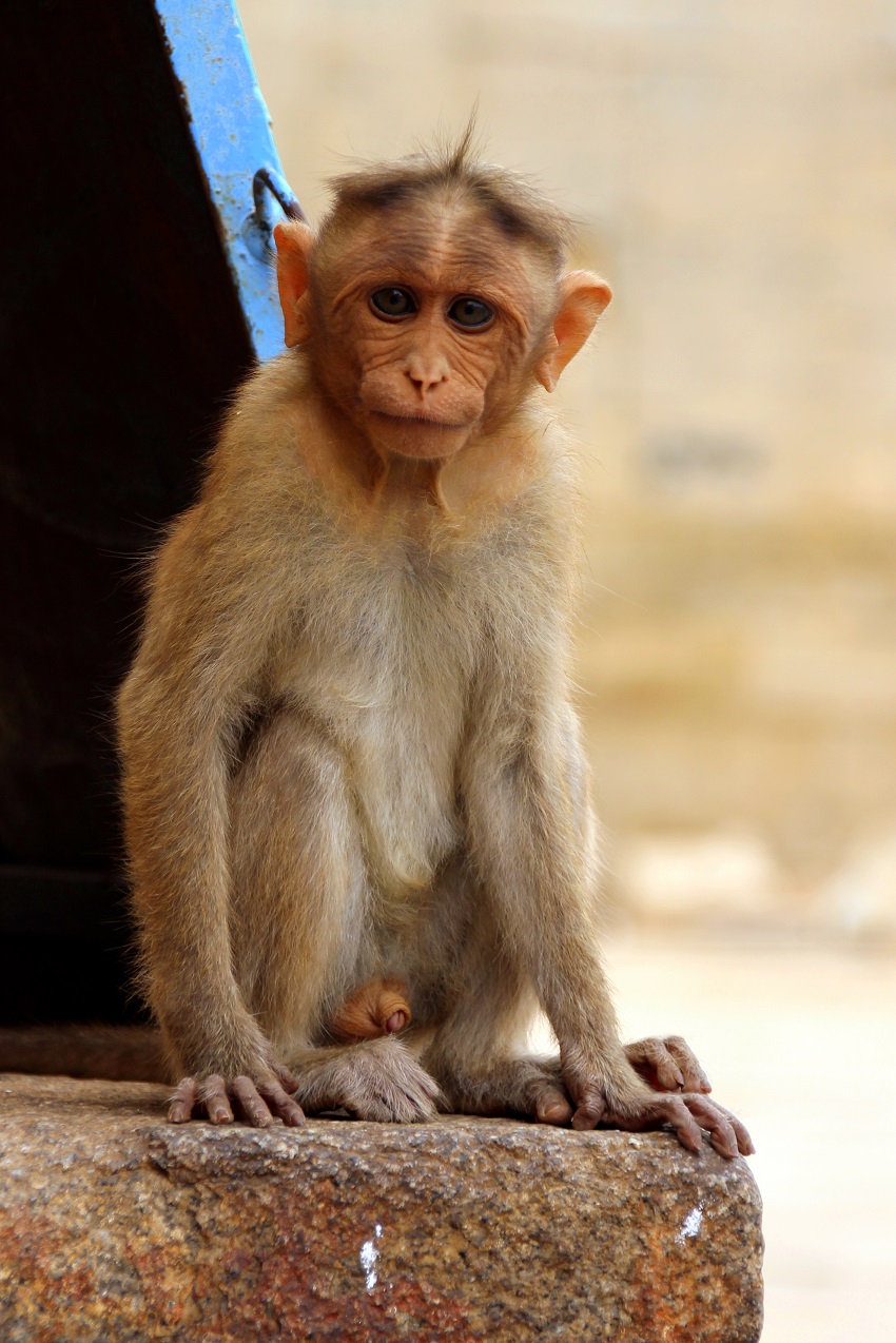 Sitzender Affe Indien Bild