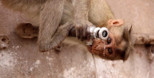 Trinkender Affe Indien Bild